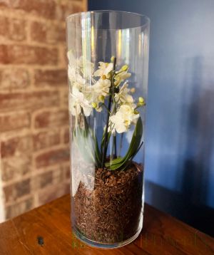 Orchid Terrarium