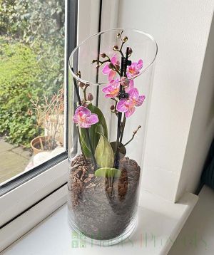 Orchid Terrarium