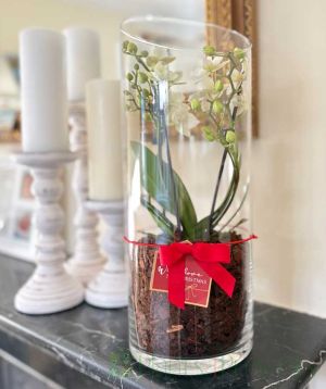 Orchid Terrarium 2025