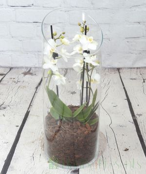 Orchid Terrarium 2025