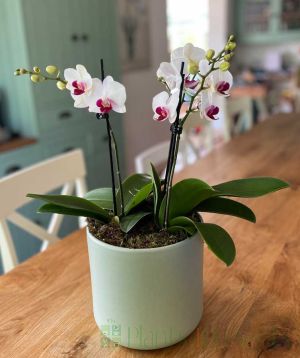 Orchid Table Top