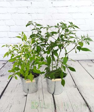 Pair of chilli plants