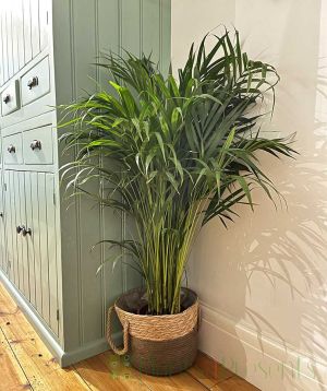 Bamboo Palm 2025