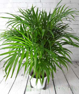 Bamboo Palm in White Frida Container