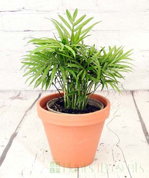 Parlour Palm in terracotta pot