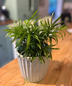Parlour Palm Small 2025