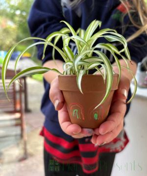 Paint your own Plant Pots -  Party Kit