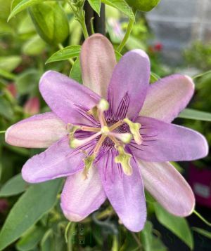 Lilac coloured passion flower