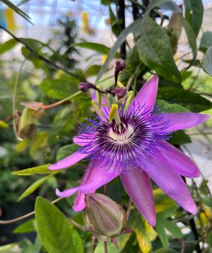 Lilac coloured passion flower