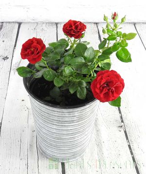 Red patio rose