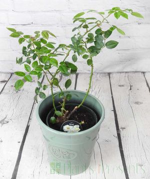 Green plants