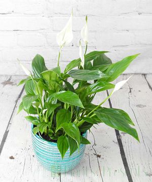 Peace lily