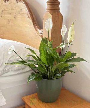 Peace Lily