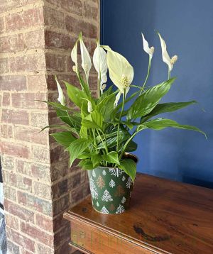 Peace Lily 