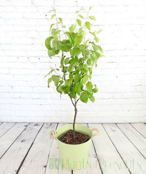 Patio pear in late spring