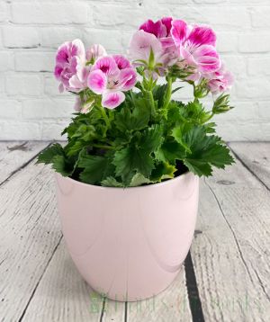 Pink Pelargonium