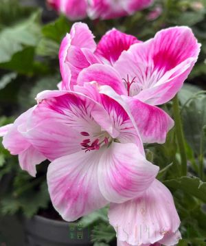 Pink Pelargonium