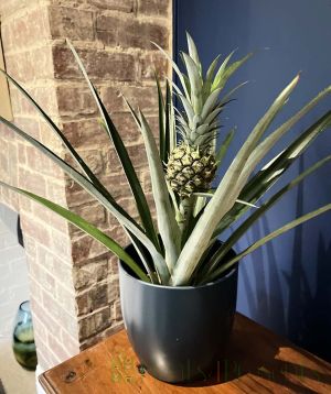 Pineapple Plant in fruit