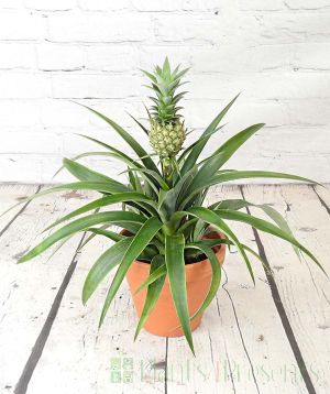 Pineapple plant in botanic print pot