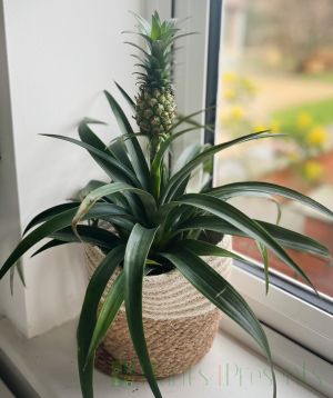 Pineapple Plant 2025