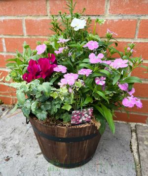 Barrel planter sept 2025