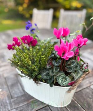 Plants4Presents Planter 2025