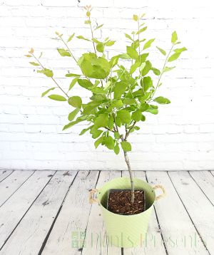 patio plum in late spring