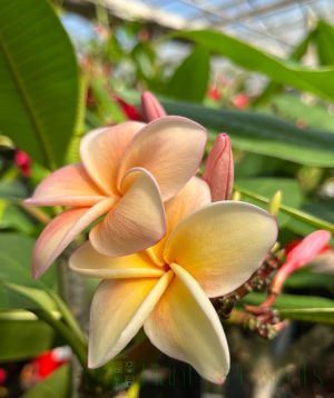 Plumeria flowers