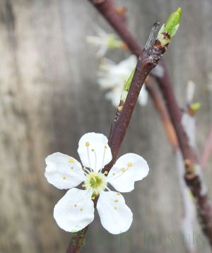 Spring flowers on plum tree