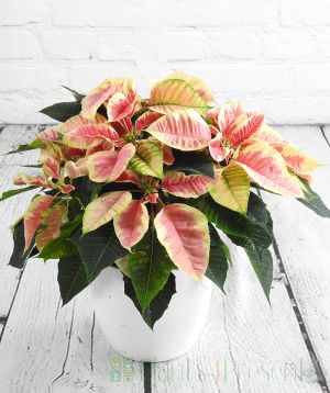 Pink Poinsettia