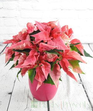 Pink Poinsettia