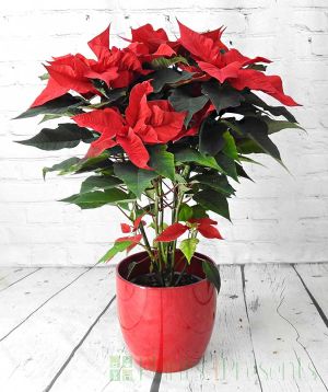 Large red poinsettia