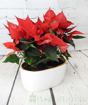 New Poinsettia planter