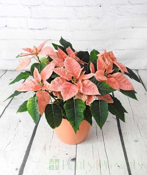 Pink Poinsettia