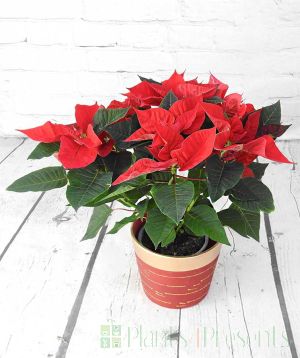 Red Poinsettia