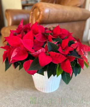 Giant Poinsettia