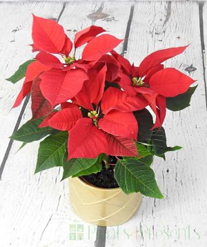 Poinsettia in cream ceramic ridged pot