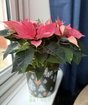 Pink Poinsettia