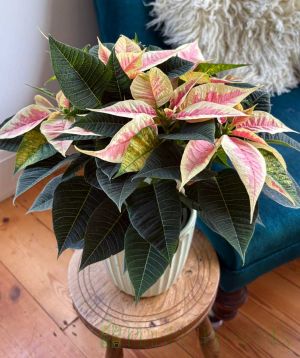 Pink marbled poinsettia
