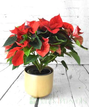 Classic red poinsettia