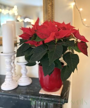 Poinsettia
