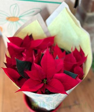 Red poinsettia against blue background