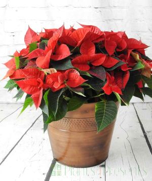 2023 Extra large red poinsettia in copper container