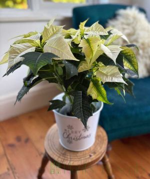 White Poinsettia