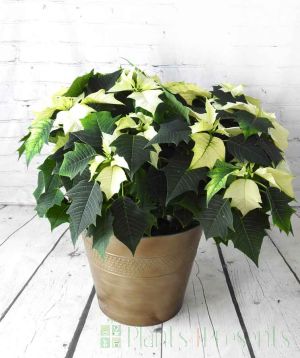 Christmas 2023 Extra large white poinsettia