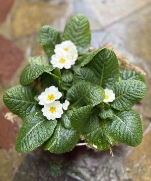 Round Primrose Planter       