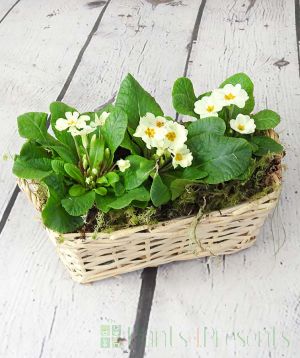 Primrose Basket