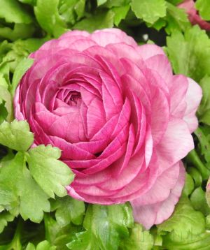 Pink Ranunculus