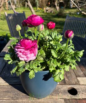 Ranunculus in the garden
