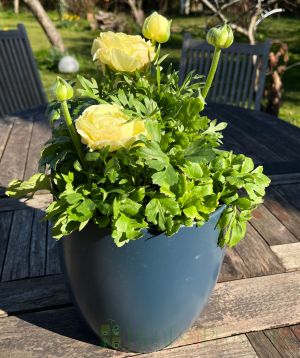 Ranunculus